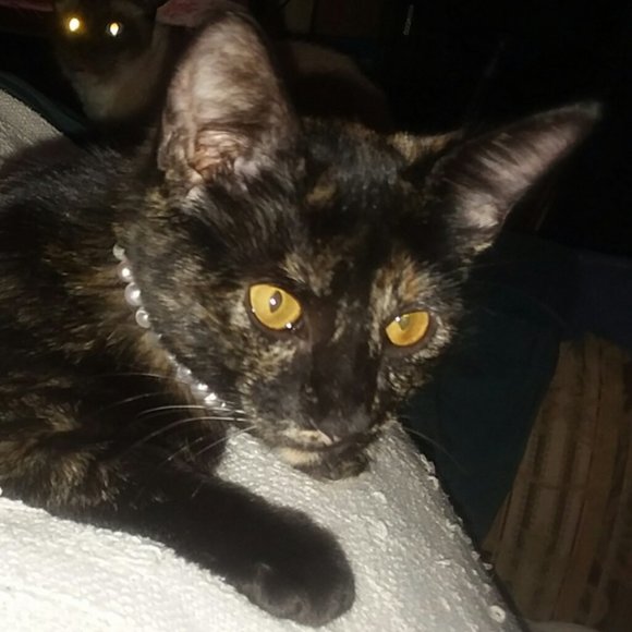 Meet your Posher, Riva Sue - Picture 12 of 13